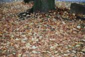 DSC_0113.JPG